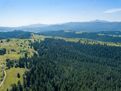 Green mountains of the Ukrainian Carpathians on a sunny summer morning. Coniferous trees on the mountain slopes and green grass. Aerial drone view.