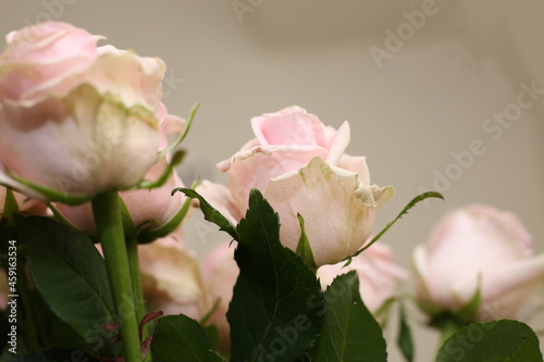 Close-up pink flowers of blooming rose