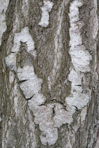 The texture of the birch bark of an adult tree.
