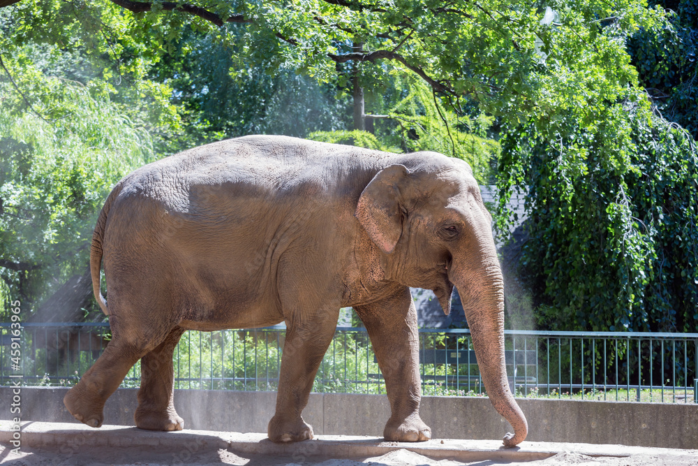 Fototapeta premium Elephant throwing dust at his back for sun protection