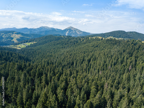 Green mountains of the Ukrainian Carpathians on a sunny summer morning. Coniferous trees on the mountain slopes and green grass. Aerial drone view.