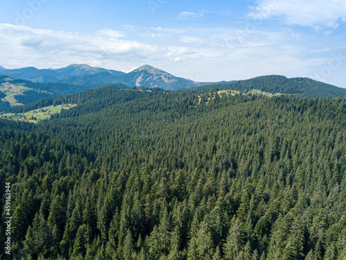 Green mountains of the Ukrainian Carpathians on a sunny summer morning. Coniferous trees on the mountain slopes and green grass. Aerial drone view.