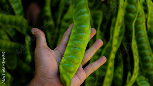 Принти на полотні Petai or stink beans on hand with blurred background of a bunch of Fresh Petai o