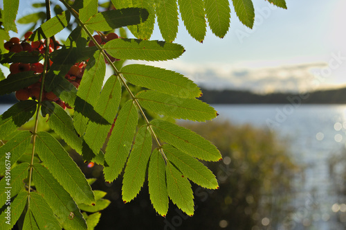 Rowan leaves in the sun on a blurred background