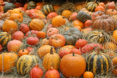 Decorative pumpkins, Halloween decor in Moscow city. Harvest, garden decoration in GUM, Moscow city. Shop ornament with gourd, orange pumpkin. Halloween pumpkin. Pumpkin decor. Many Halloween pumpkins