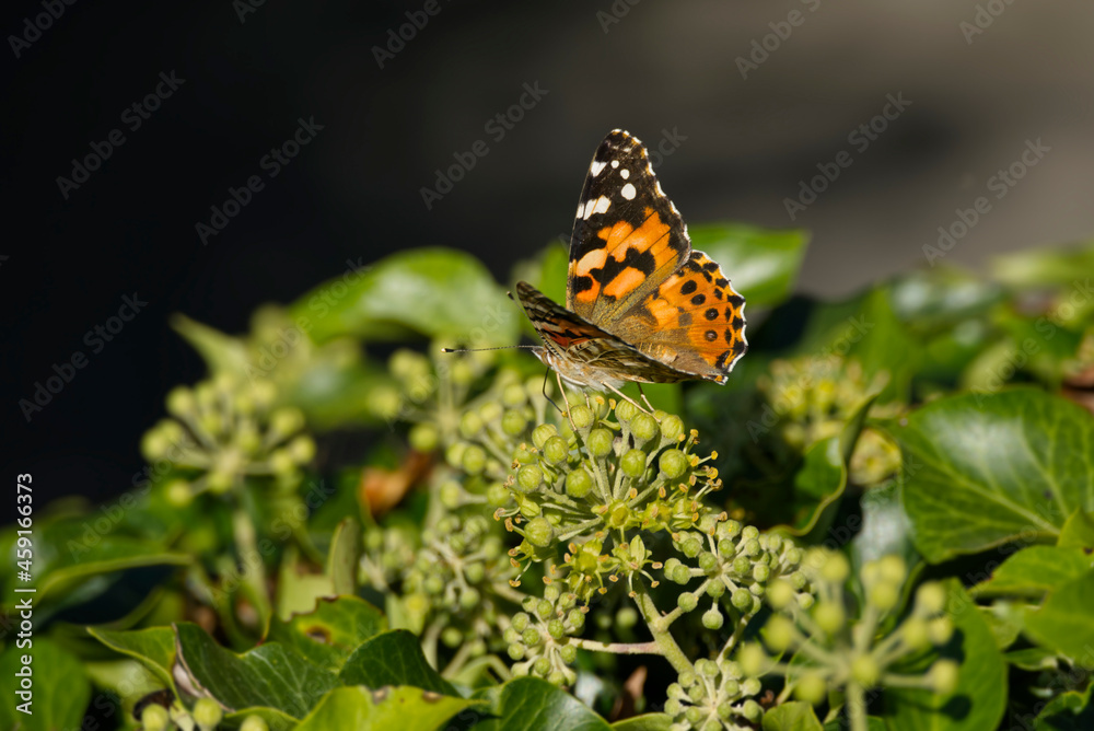 Painted Lady (Vanessa Cardui) Butterfly perched on hedge (hedera helix) in Zurich, Switzerland Painted Lady (Vanessa Cardui) Butterfly perched on hedge (hedera helix) in Zurich, Switzerland