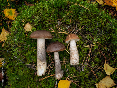 Beautiful mushrooms boletus lying on a green moss in the forest. Leccinum quercinum. Leccinum scabrum. photo