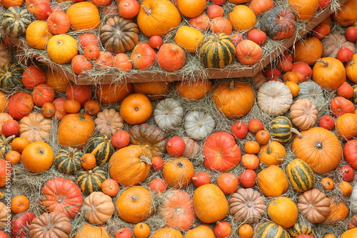 Decorative pumpkins, Halloween decor in Moscow city. Harvest, garden decoration in GUM, Moscow city. Shop ornament with gourd, orange pumpkin. Halloween pumpkin. Pumpkin decor. Many Halloween pumpkins