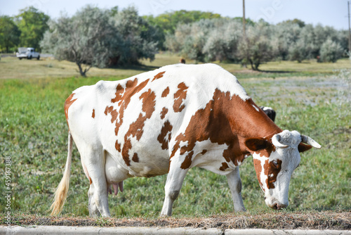 Milk cow grazing on the farm, cow protection 