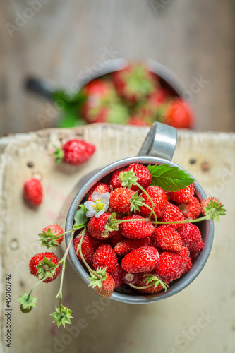 Tasty wild strawberries straight from garden. Red wild strawberries.