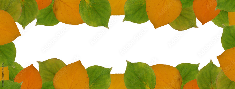 Obraz premium Autumn, persimmon leaves frame, green and orange fallen leaves. Border isolated on white background. Flat layout, top view, copy space, web banner