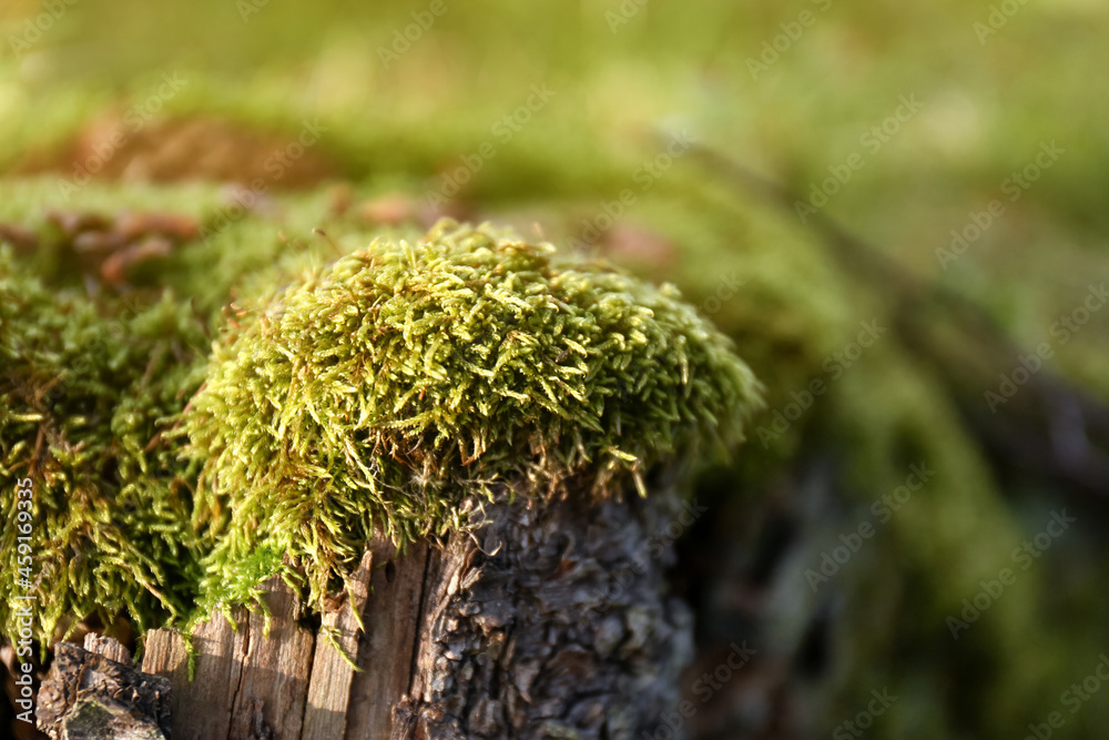 Green moss on tree stump in forest, closeup Green moss on tree stump in forest, closeup