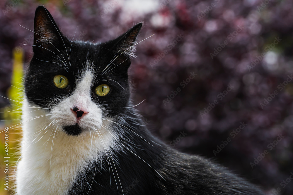 A Black White domestic cat with green eyes sitting on the balcony and the background of a tree and grass is in an bokeh A Black White domestic cat with green eyes sitting on the balcony and the background of a tree and grass is in an bokeh