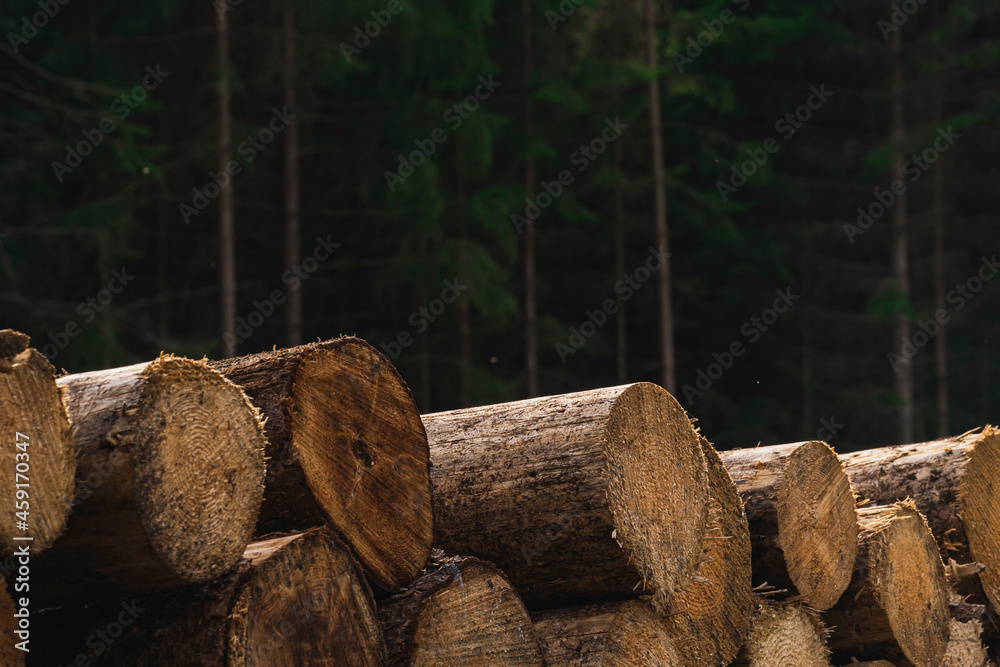 a pile of felled trees in a forest a pile of felled trees in a forest