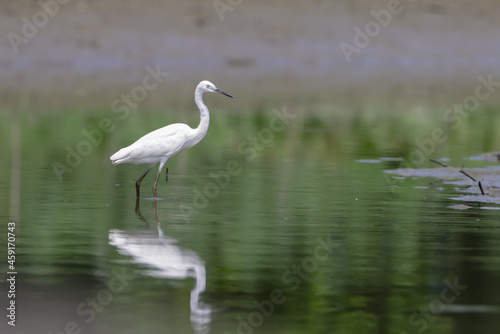 The little egret is a species of small heron in the family Ardeidae.