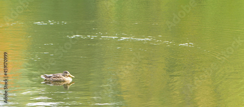 The frivolous mallard duck decided to throw the drake.