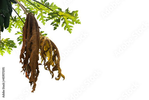 Isolated green and withered papaya leaves and tree with clipping paths.