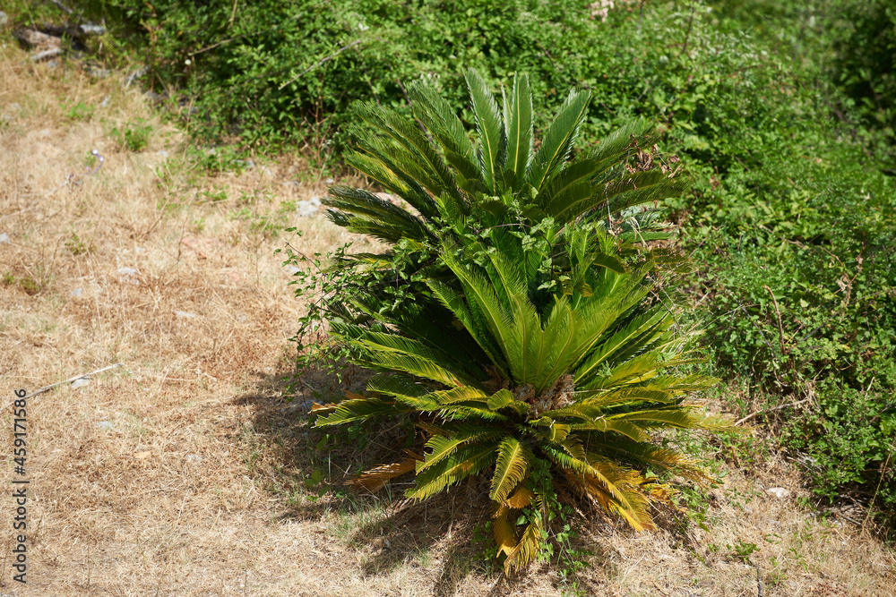Two cycadican bushes grow in an arid environment in summer