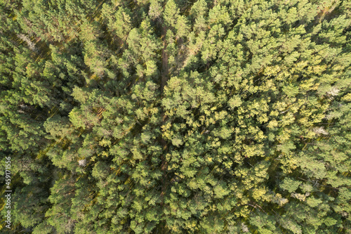 Top view of forests, trees and road. Woods of Curonian spit a Unesco world heritage site. Autumn landscape photographed with a drone.