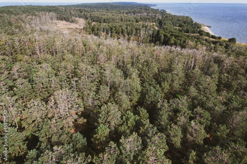 Forests destroyed by cormorants acidic excrements. Cormorant hatching spot. Aerial view with forest and sea in Curonian spit on a sunny day photographed with a drone.  Unesco world heritage site.  photo