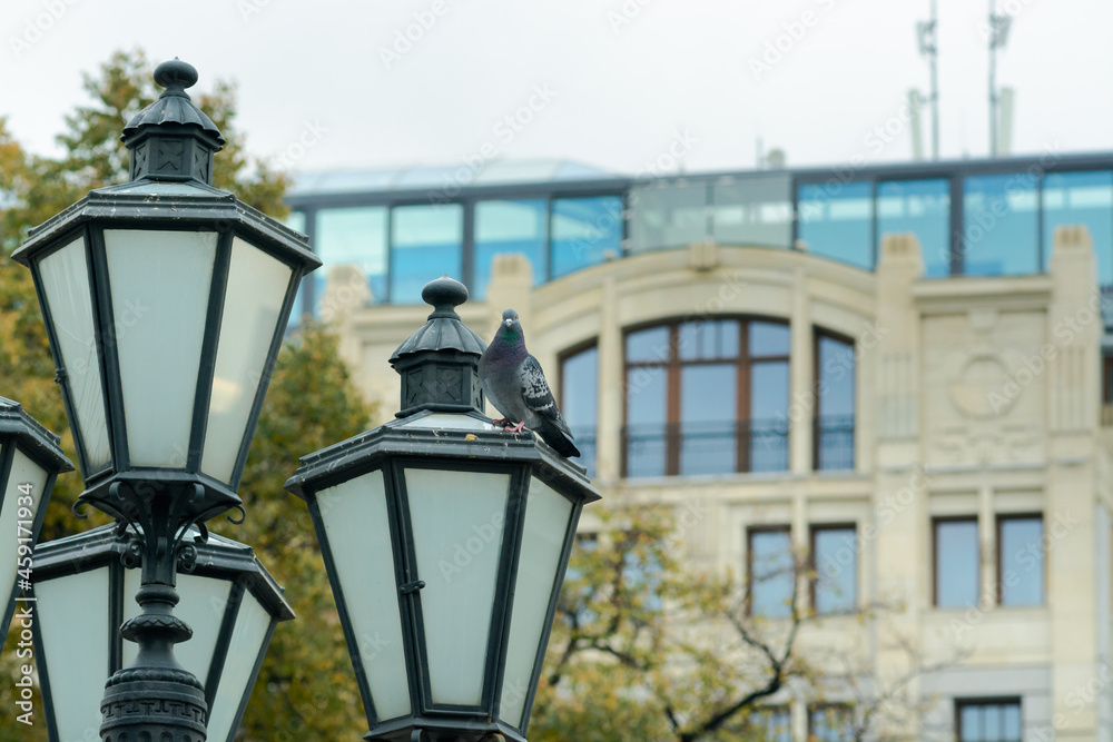 pigeon on the old street lamp