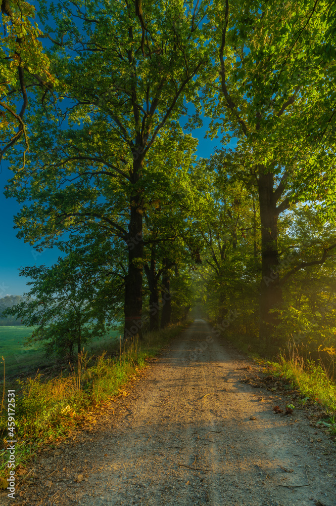 Obraz premium Color morning south Bohemia alley with leaf trees