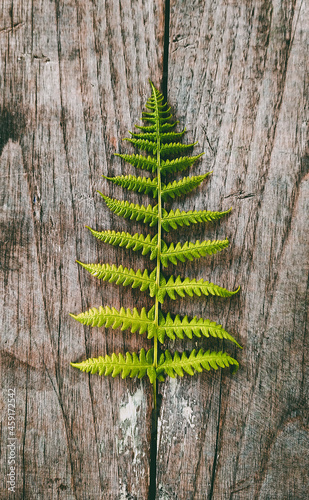 Fern leaf on wooden background