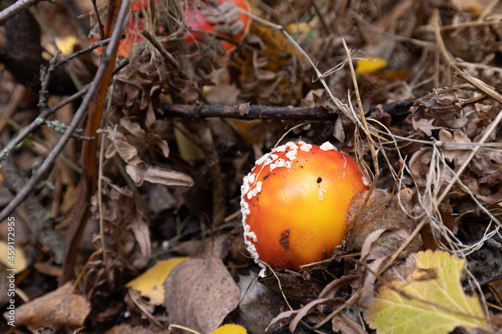 Red fly agaric in autumn forest in the leaves and dried grass.. Amanita muscaria. Red fly agaric in autumn forest in the leaves and dried grass.. Amanita muscaria.