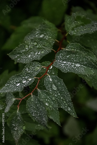 rain drops on leaf