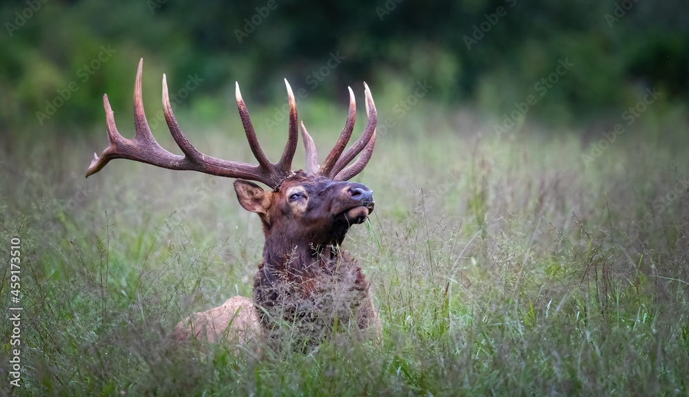 Large male elk with huge antliers rests in tall grass in fall Large male elk with huge antliers rests in tall grass in fall