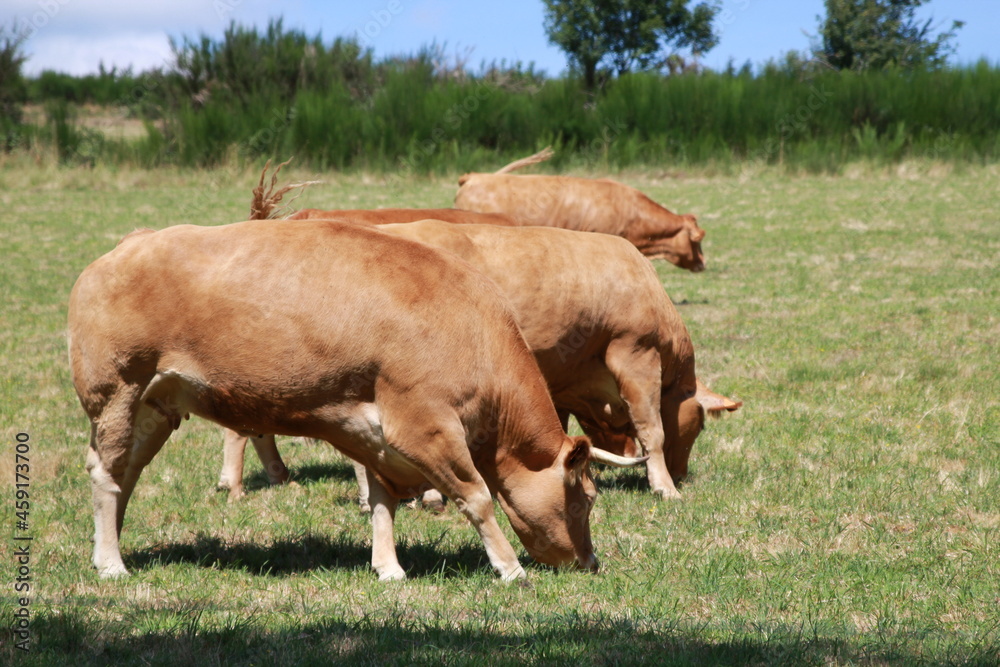 Vaches Vaches