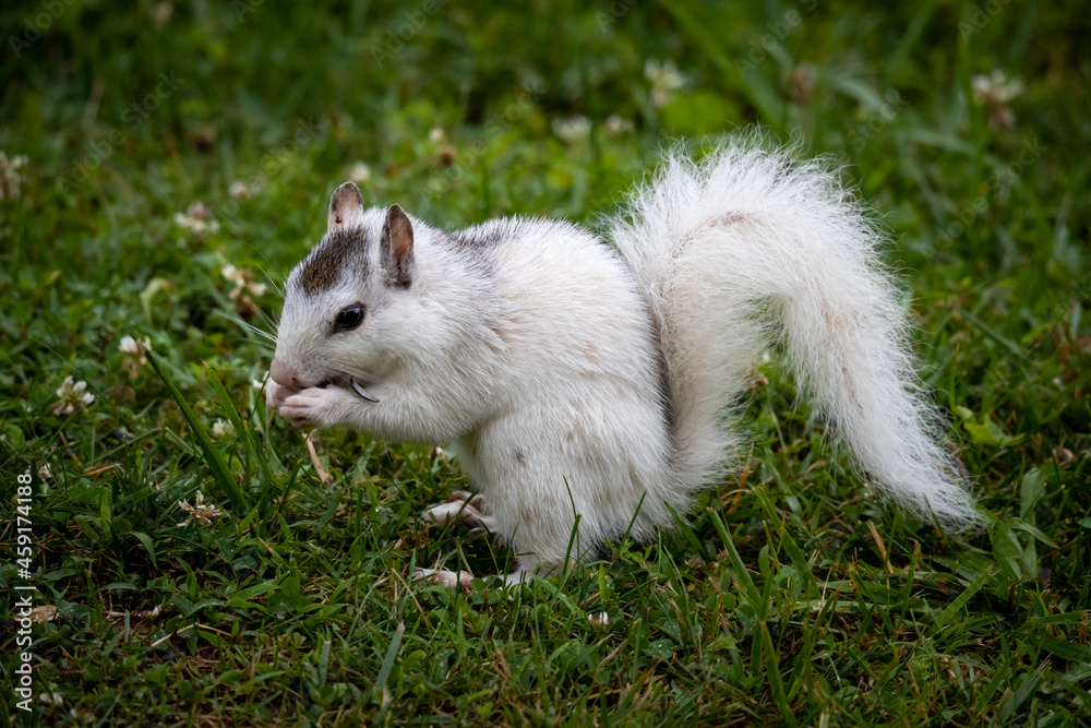 White squirrel eating in tall grass and clover in spring White squirrel eating in tall grass and clover in spring