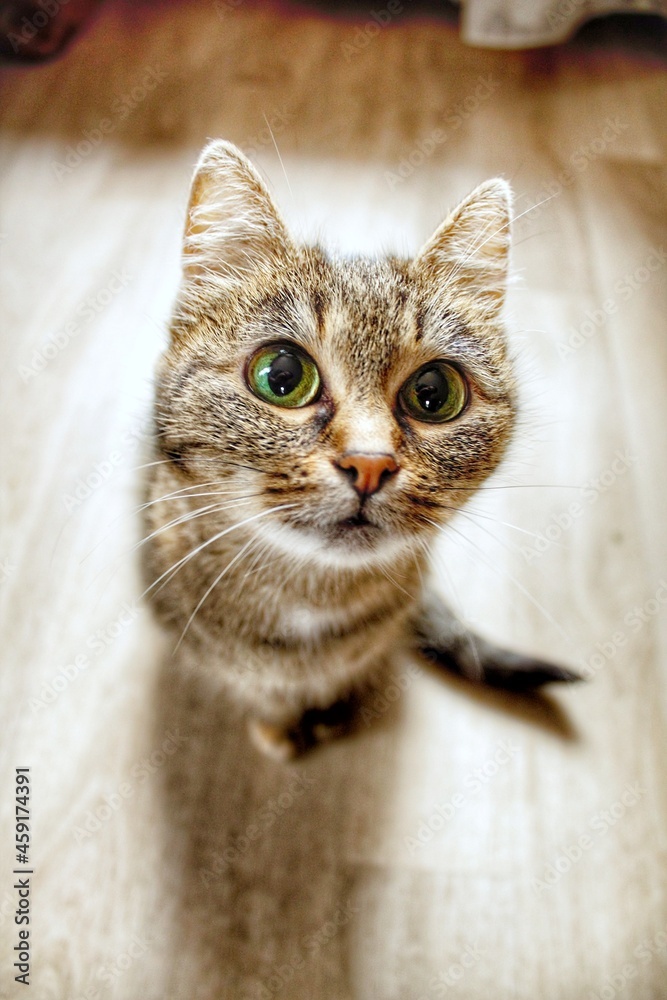 Fototapeta premium Cat on the floor looking for something interesting