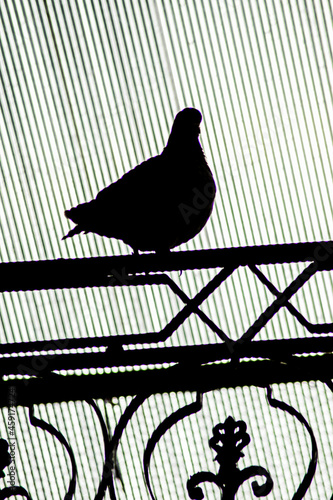 silhouette of a pigeon