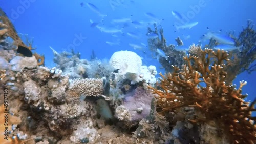 HD video footage of a Marbled Torpedo Ray (Torpedo marmorata) swimming in the Red Sea, Egypt photo