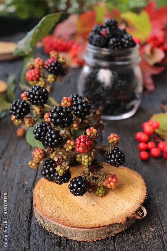 Autumn image with blackberries and red leaves, black background. Place for text.