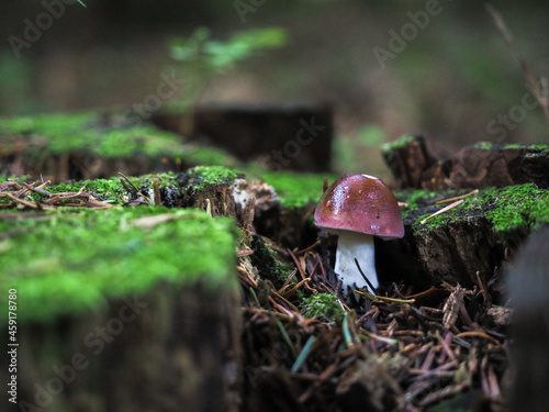 brązowy grzyb w lesie 