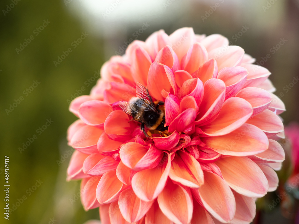 Obraz Pszczoła w różowym kwiecie  fototapeta, plakat