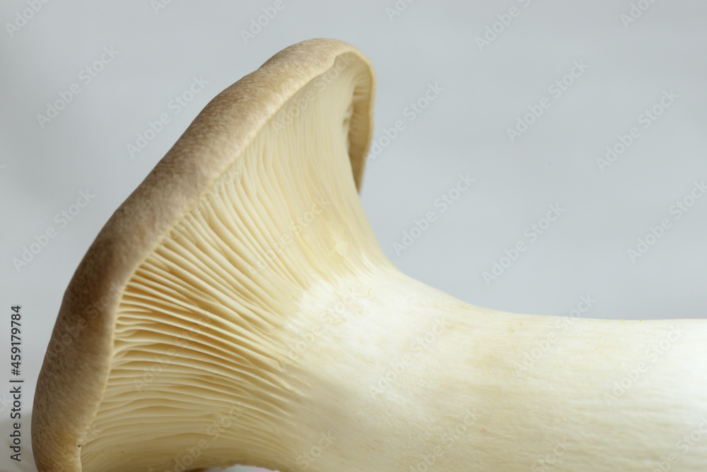 Fototapeta premium 横たわったエリンギ