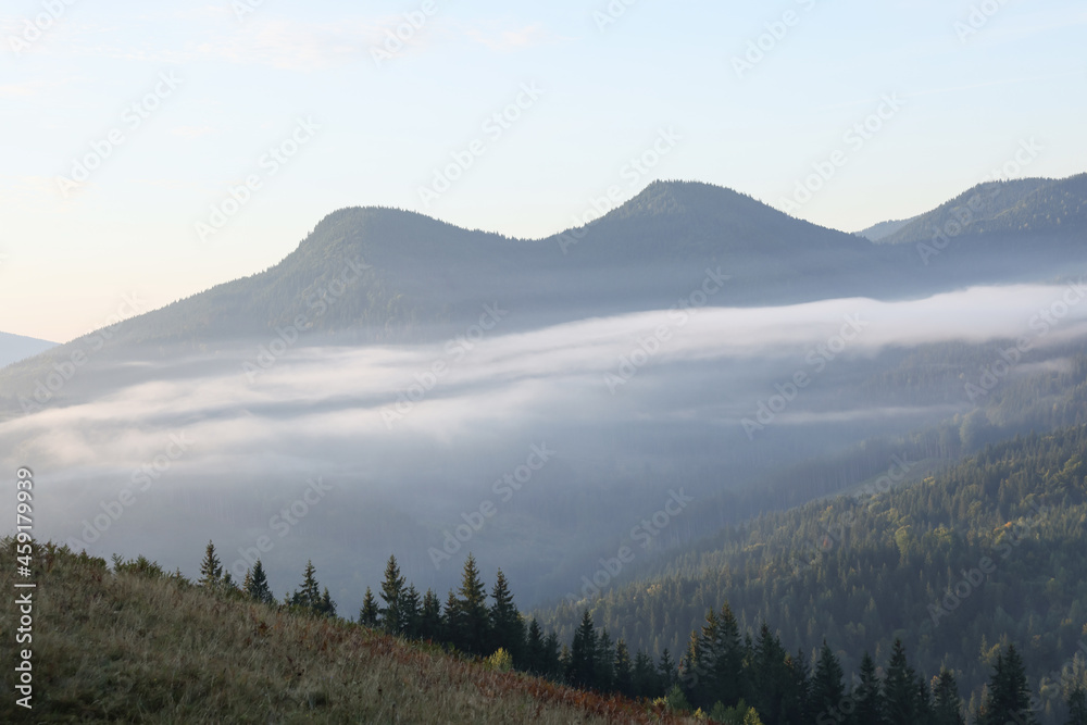 Picturesque view of mountain forest covered with fog
