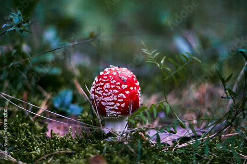 Beautiful small red and white fly agaric poisonous musroom in deep magic forest. Fairy tale scenic view of toadstool amanita fungus in fallen neadles and leaves. Selective focus. photo