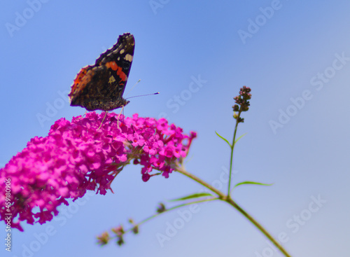 butterfly from the family rusalkowatych. Polish name 