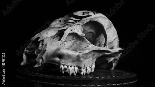 Muntjac Skull © Piper
