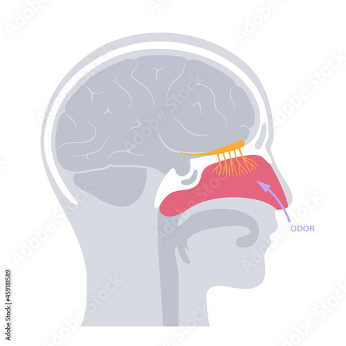 Olfactory nerve anatomy