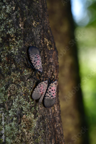 Spotted Lanternfly takes over a Tree of Heaven, slowly killing it. 