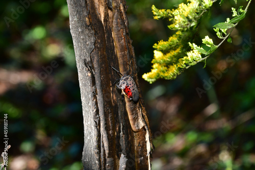 Spotted Lanternfly takes over a Tree of Heaven, slowly killing it. 