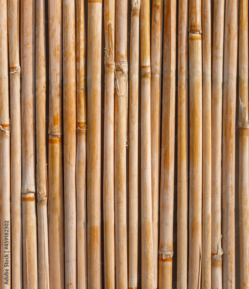 Fototapeta premium A wall of yellow bamboo branches.