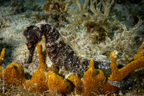 A close up shot of a black longsnout seahorse. These rare creatures are a distinct highlight for scuba divers  photo