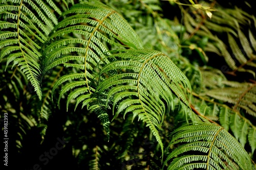 Photos Ferns- photos taken in the rainforest located on the North Coast of Trinidad