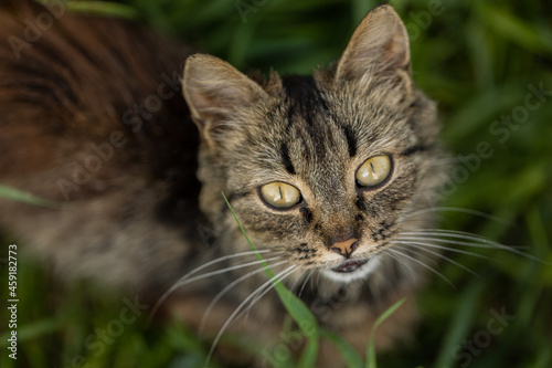 cat on grass